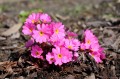 Primula rosea