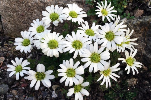 Callianthemum anemonoides