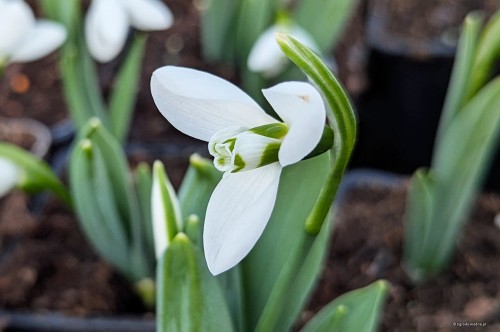 Galanthus elwesii "Polar Bear"