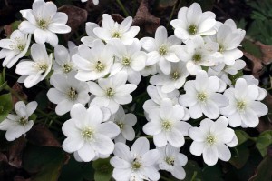 Hepatica nobilis „Śnieżynka” - przylaszczka pospolita