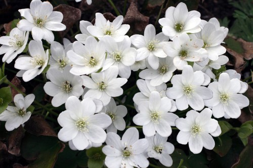 Hepatica nobilis "Śnieżynka"