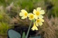 Primula elatior