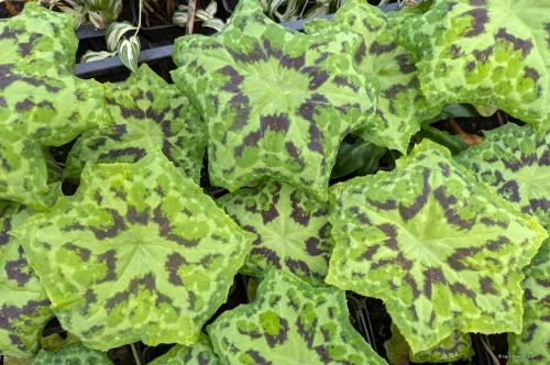 Podophyllum "Kaleidoscope", syn. Dysosma