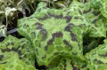 Podophyllum "Kaleidoscope"