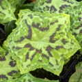 Podophyllum "Kaleidoscope"