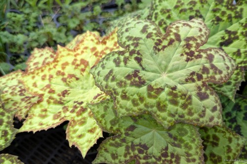 Podophyllum "Spotty Dotty"