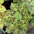 Podophyllum "Spotty Dotty"