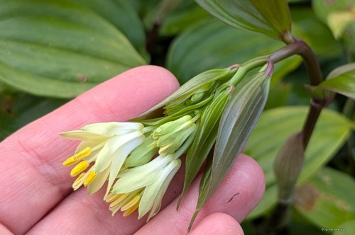 Disporum bodinieri