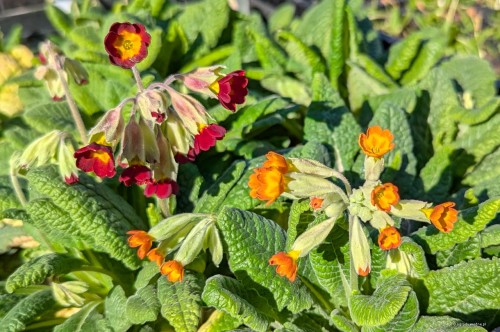 Primula veris "Sunset Shades"
