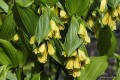 Kwiaty Disporum flavum 