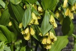 Disporum flavum - parnik 