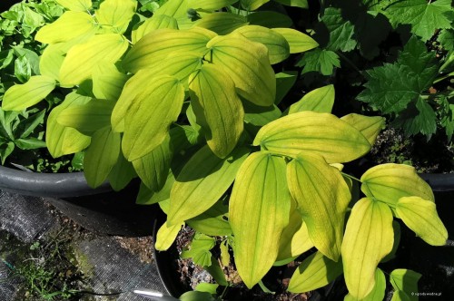 Uvularia grandiflora "Lynda Windsor"