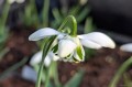 Galanthus plicatus "Dionysus"