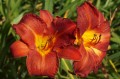 Hemerocallis „Król Jan III Sobieski”