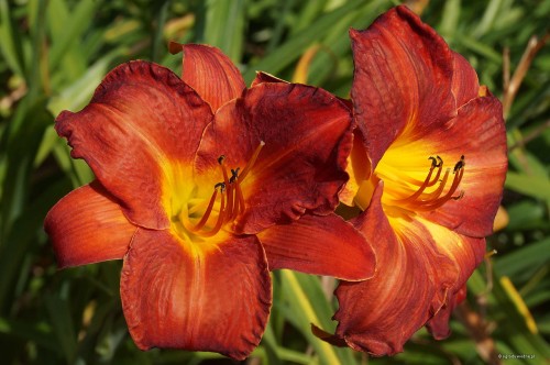 Hemerocallis „Król Jan III Sobieski”