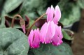 Cyclamen purpurascens