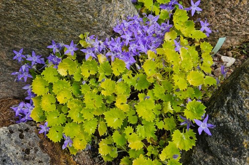 Campanula garganica "Dickson's Gold"