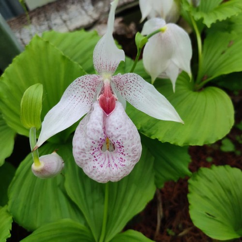 Cypripedium formosanum