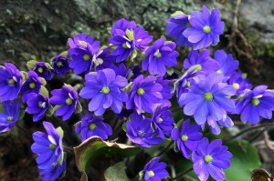 Hepatica x media  "Millstream Merlin" - przylaszczka