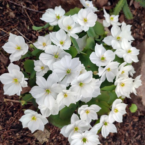 Jeffersonia dubia "Alba"