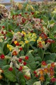 Primula veris "Sunset Shades"