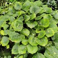 Farfugium japonicum var. luchuense "Basho Ogi"