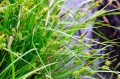 Carex flava