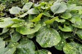 Farfugium japonicum var. luchuense "Basho Ogi"