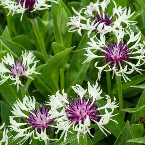 Centaurea montana "Amethyst in Snow"
