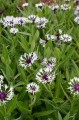 Centaurea montana "Amethyst in Snow"