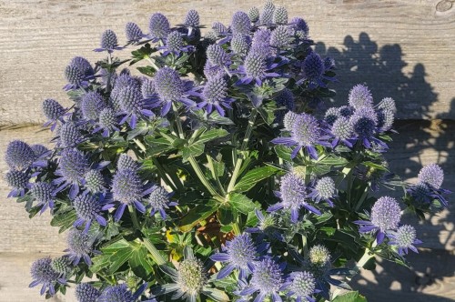 Eryngium planum "Grumpy"