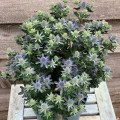 Eryngium planum "Grumpy"