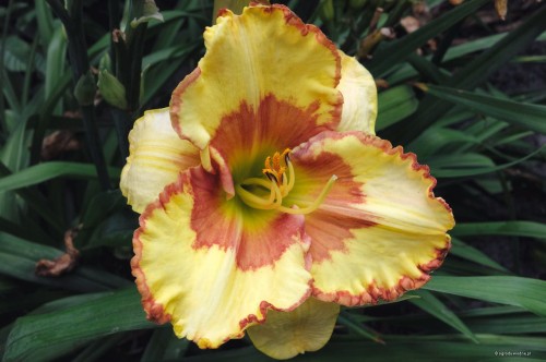 Hemerocallis „Irresistible Charm”