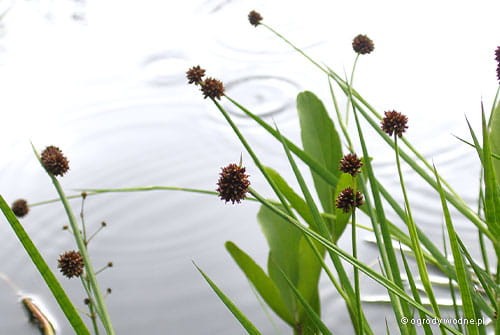 Juncus ensifolius