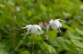 Epimedium youngianum "Yenomoto"