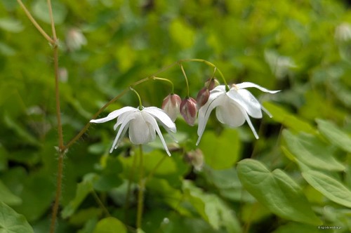 Epimedium youngianum "Yenomoto"