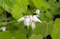 Epimedium youngianum "Yenomoto"