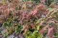 Epimedium pubescens "Blutentanz"