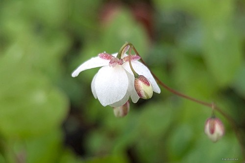 Epimedium diphyllum