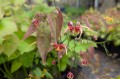 Epimedium x omeiense "Akame"