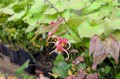 Epimedium x omeiense "Akame"