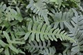 Polypodium vulgare