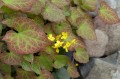 Epimedium x perralchicum „Frohnleiten”