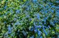 Brunnera macrophylla "Emerald Mist"