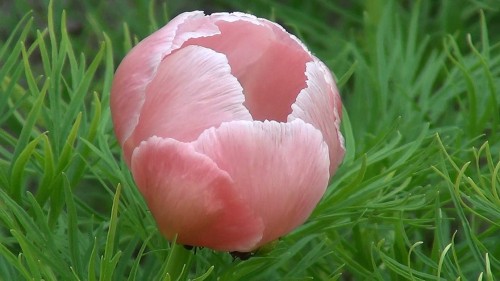 Peonia tenuifolia "Rosea"