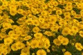 Helenium "Lemon Sundae"