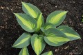 Hosta „Touch of Class”