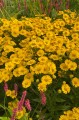 Helenium "Lemon Sundae"