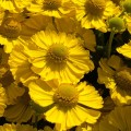 Helenium "Lemon Sundae"