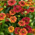 Helenium autumnale "Strawberry Sundae"